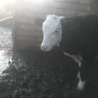 گوساله نر سیمینتال شیر خوار وهم خوراک خور ۳ماهه|حیوانات مزرعه|بندر ترکمن, |دیوار