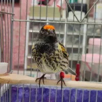 گلبسر(قناری،سهره)