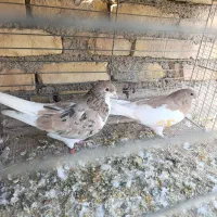 کبوتر رنگی|پرنده|اردکان, |دیوار