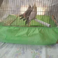 عروس هلندی|پرنده|الوند, |دیوار