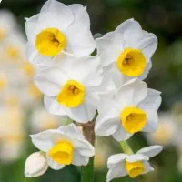 پیاز گل نرگس