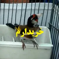 سهره
