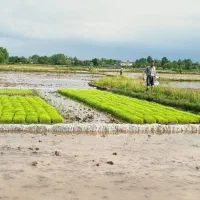 فروش توم باکسی