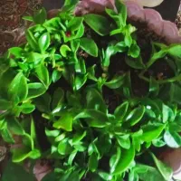 اپارتمان نو ساز اجاره