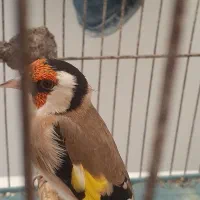 سهره بخوان|پرنده|فردیس, قریشی|دیوار