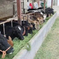 گوساله نر داشتی