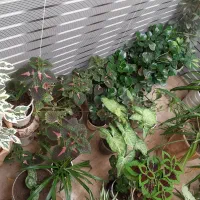 فروش گل|گل و گیاه طبیعی|اسدآباد, |دیوار