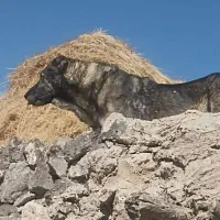 سگ 3 ساله|سگ|صومای برادوست, |دیوار