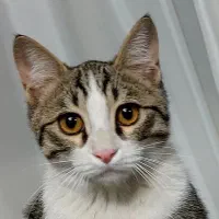 گربه نر گمشده