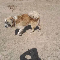 سگ گله ای یک ساله