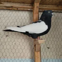 کبوتر رنگه و دورگ|پرنده|مشهد, فاطمیه|دیوار