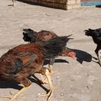 ۵ تا جوجه لاری ۴ ماهه|حیوانات مزرعه|تربتحیدریه, مورشک|دیوار