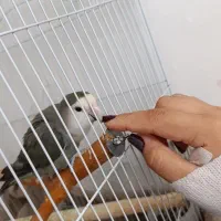 طوطی برزیلی