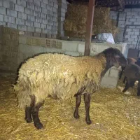 قوچ هترو شیشک