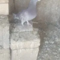 کبوتر المانی