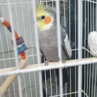 عروس هلندی خوشگل