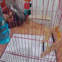 جوجه عروس هلندی با قفس