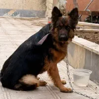 واگذاری ژرمن شپرد ماده