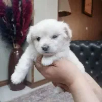 توله سگ دوماهه ماده