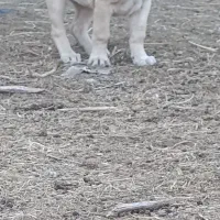 توله کانگال