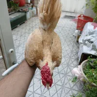 خروس سبرایت بوف