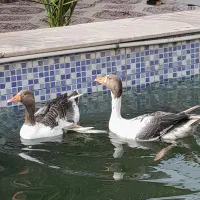 غاز نر وماده