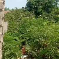 ۶۰ متر خرسندی