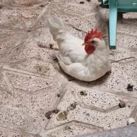 خروس
