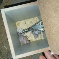 مرغ عشق مولد جوجه داده