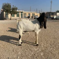 بز و پازن پاکستانی|حیوانات مزرعه|کازرون, |دیوار