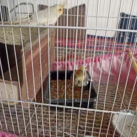 2جفت عروس هلندی بالغ|پرنده|مشهد, سجادیه|دیوار