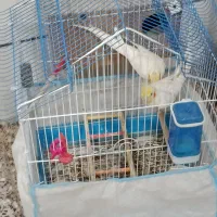 عروس هلندی|پرنده|شاهینشهر, نسیم ۵|دیوار