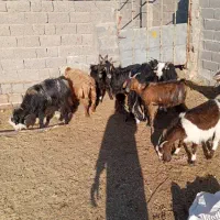 فروش تعدادی بز