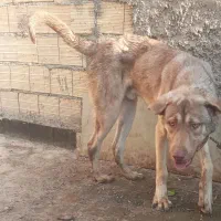 توله عراقی پسر ارتش قهرمان