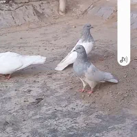 کبوتر کله دار|پرنده|خسروشاه, |دیوار