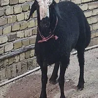 بره قوچی شالی|حیوانات مزرعه|تاکستان, |دیوار