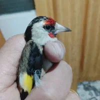 ماده سهره  سر سفید قلمی بروجرد  قناری