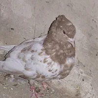 کبوتر|پرنده|تاکستان, |دیوار