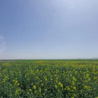 بیست هکتار زمین کشاورزی با سند و سهم آب دولتی|فروش دفتر صنعتی، کشاورزی، تجاری|کرج, اسلام‌آباد|دیوار