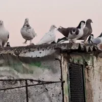 تعداد سنگین آجیل تاکستانن وسلام|پرنده|قزوین, |دیوار