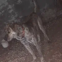 واگذاری سگ افغان