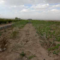 باغ-باغچه