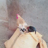 فروشی|حیوانات مزرعه|شوشتر, |دیوار