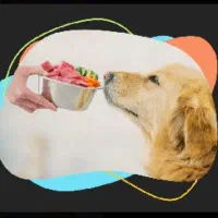 سگ پاکوتاه پامر روباهی