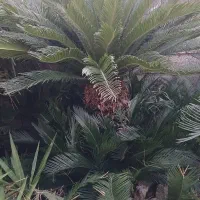 فروش فوری تعدادی سیکاس|گل و گیاه طبیعی|عباسآباد, |دیوار