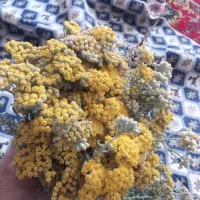 بو مادران تازه
