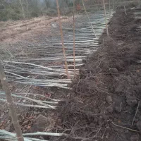 نهالستان گل محمدی|خدمات باغبانی و درختکاری|ارومیه, |دیوار