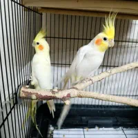 عروس هلندی مولد