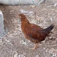 مرغ و خروس تیمچه. سالم