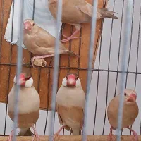 فنچ نرگسی شکلاتی با۳ عدد جوجه|پرنده|فردیس, قریشی|دیوار